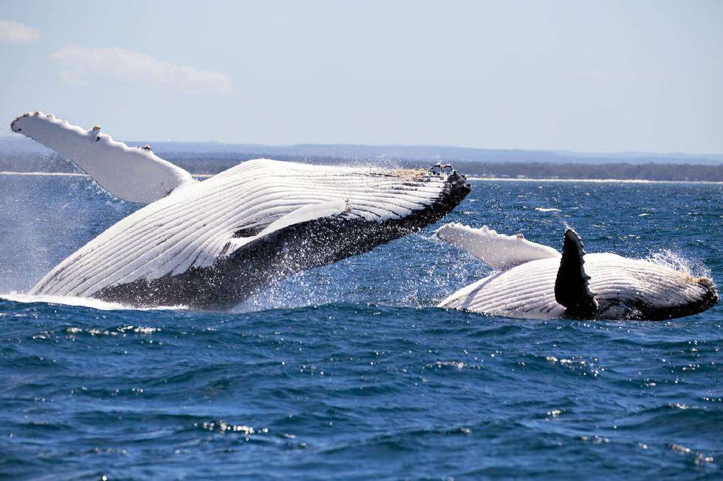 Mother and baby whale breeching at Jervis Bay